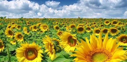 MLAĐA SKUPINA  “SUNCOKRETI”   PROJEKT:  “ZVUK – PRIRODA PRIČA”